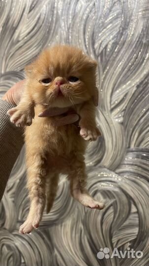 Экзоты котята