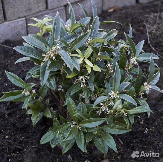 Саркококка