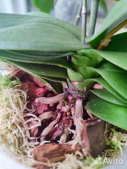 Орхидея фаленопсис Lieke/сакура