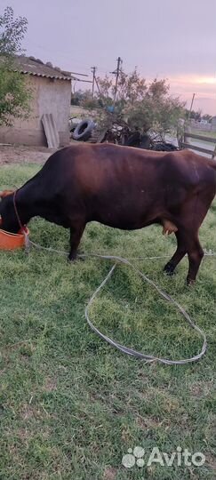 Корова дойная с теленком