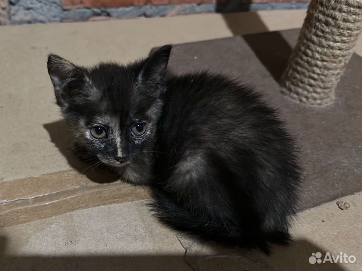 Котята только в добрые руки