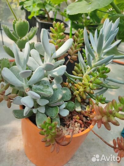 Кашпо с суккулентами