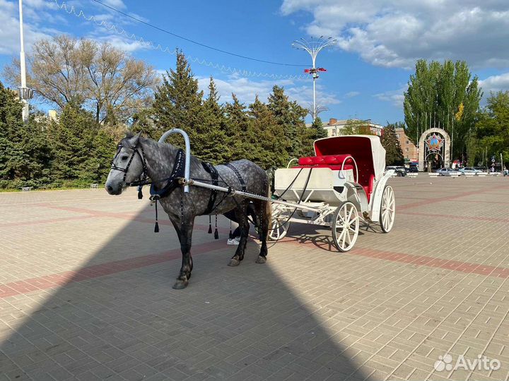 Прогулки на лошадях,конные прогулки,карета