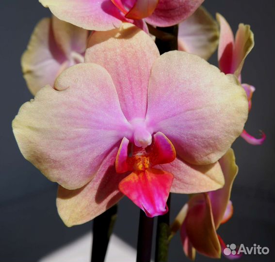 Орхидея фаленопсис Sara Blansh