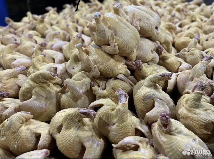 Куры бройлеры тушки