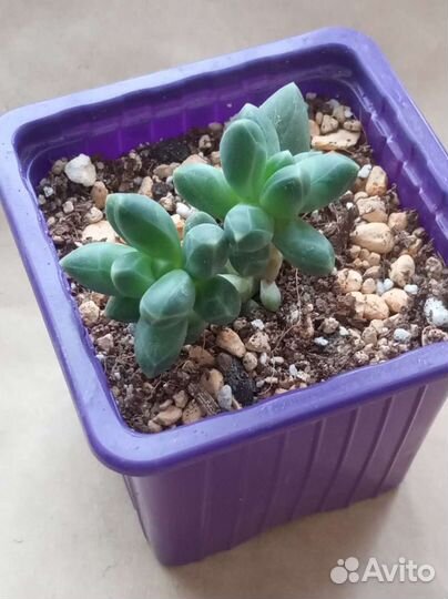 Домашнее растение