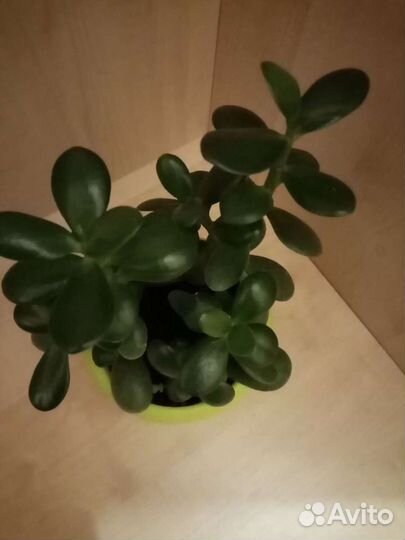Толстянка Крассула Денежное деревце
