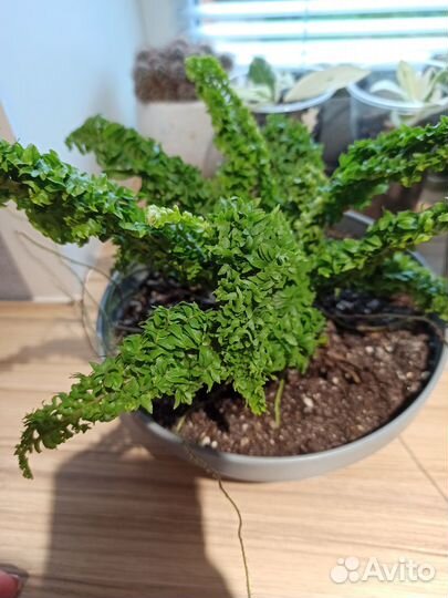 Нефролепис Эмина