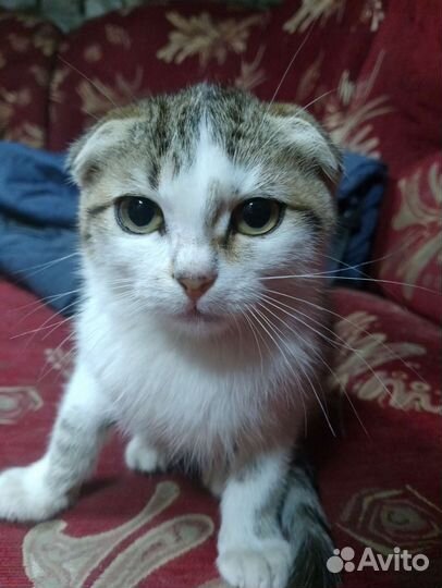 Вислоухая кошка