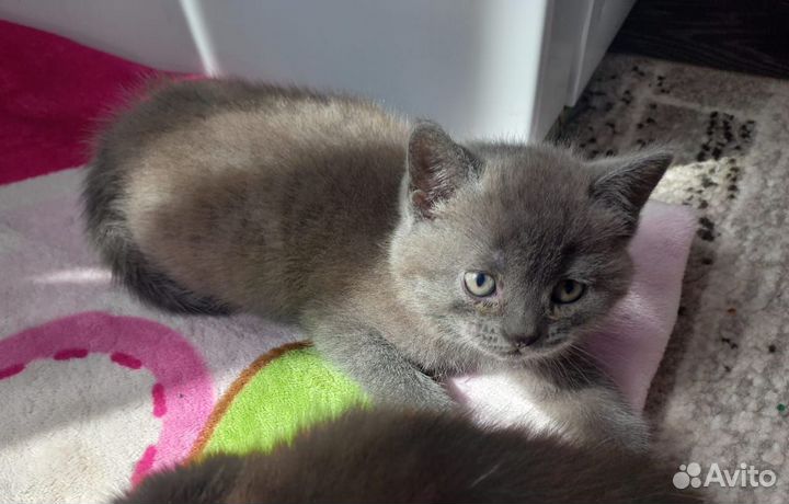 Шотландские котята