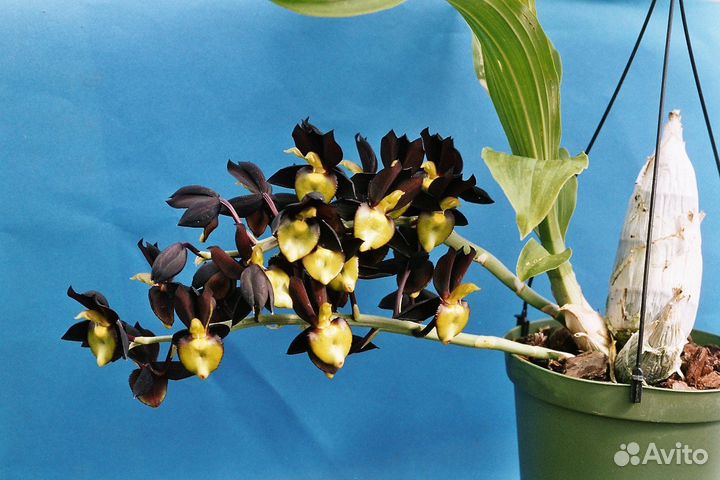 Орхидея катасетум (морковка)