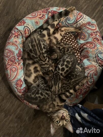 Бенгальские котята богатыри