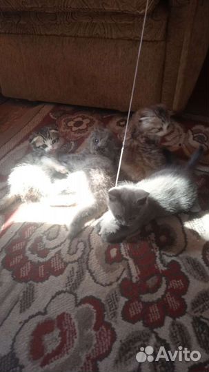 Котята в добрые руки бесплатно