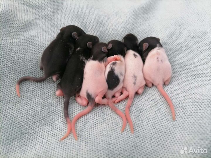 «Крысиная норка»—питомник декоративных крыс. крыса