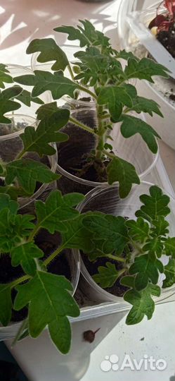 Комнатная мята, плектрантус