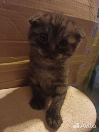 Шотландские котята