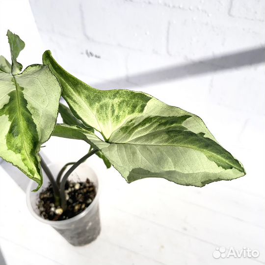 Сингониум 3 короля