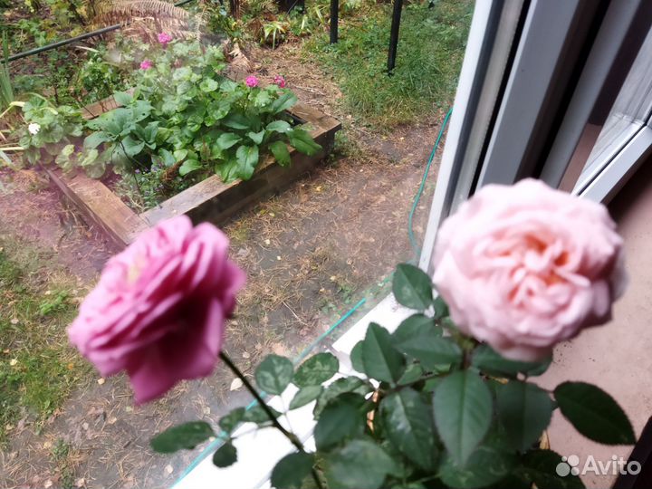 Роза комнатная домашняя