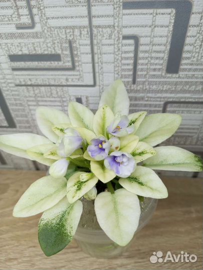 Сортовые фиалки мини