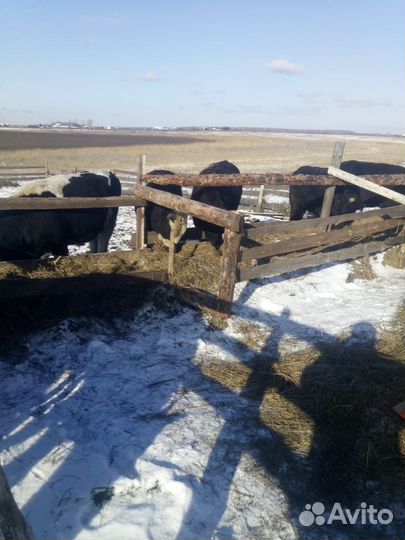 Быки - оптом