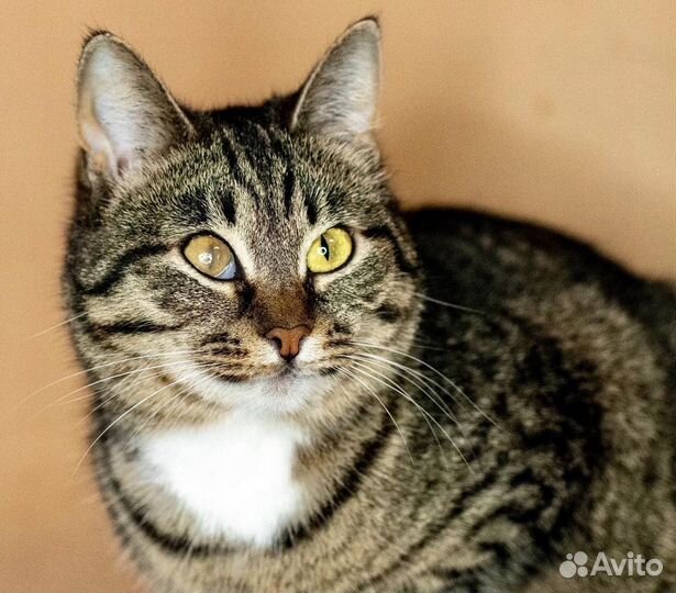 Кошечка ишет доброе сердце