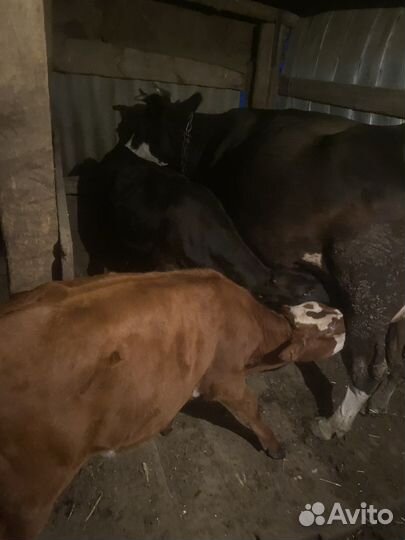 Корова с двумя телочками