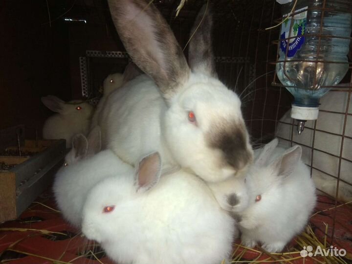 Калифорния, кролик, кроль