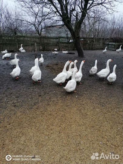 Гуси линда на мясо, на племя