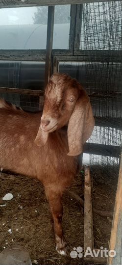 Козёл на вязку