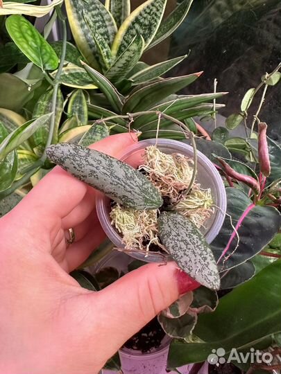 Хойя,hoya часть 7