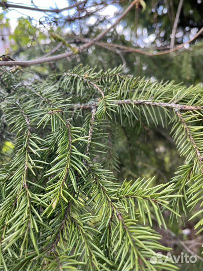 Ель обыкновенная