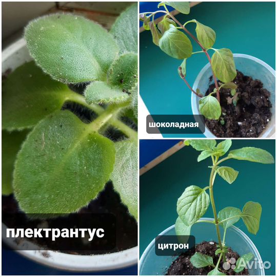 Мята комнатная и садовая