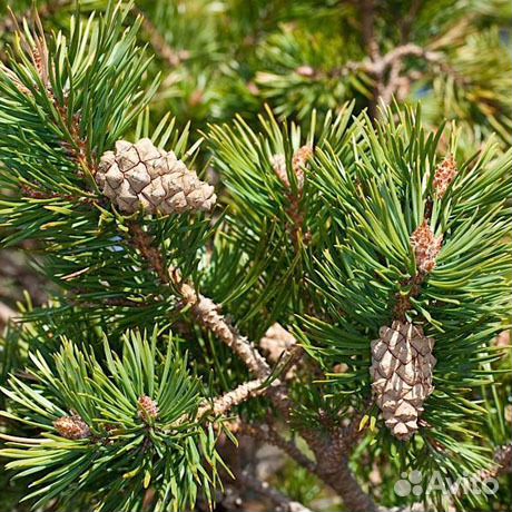 Сосна Обыкновенная