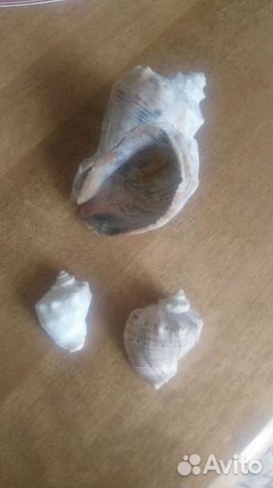 Ракушка морская