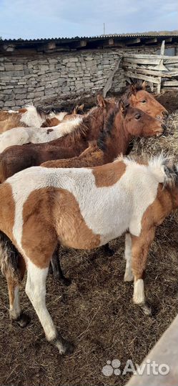 Жеребята 8-9 месяцев, жеребец полутяж