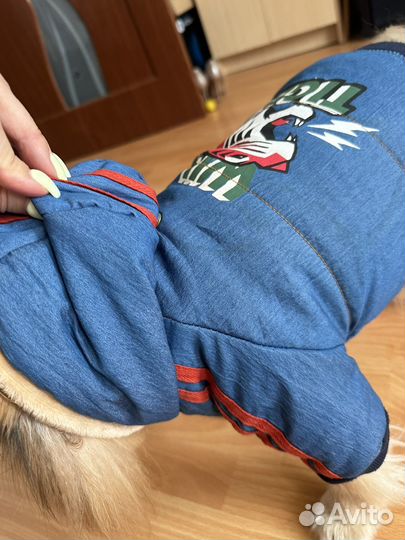 Одежда для собак мелких пород