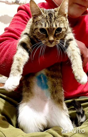Котенок девочка в добрые руки