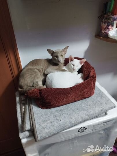 Котенки ориенталы