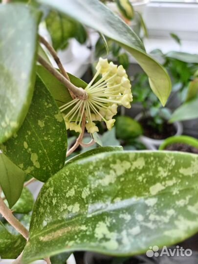 Hoya Carnosa Tricolor (срез)