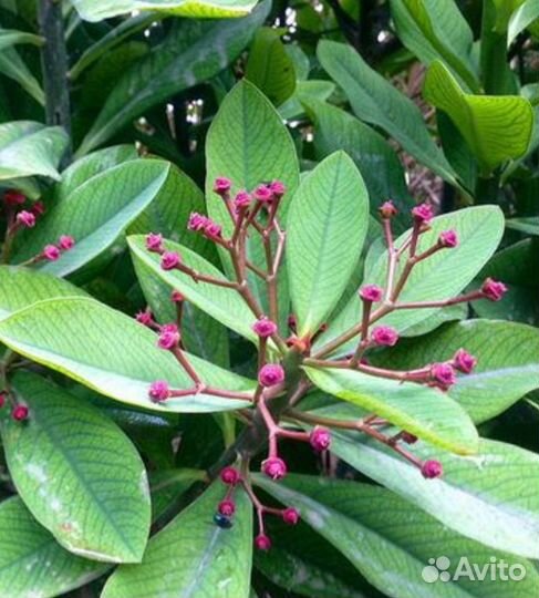 Синадениум (молочай) Гранта. Дерево любви