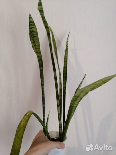 Цветок Щучий хвост