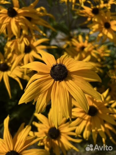 Многолетние растения рудбекия разных сортов