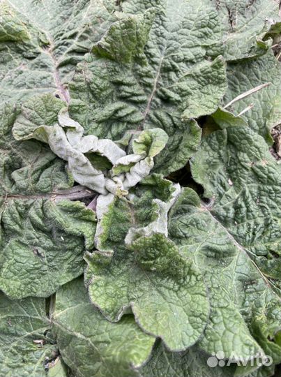 Свежая Крапива, Сныть, Чистотел, Одуванчик