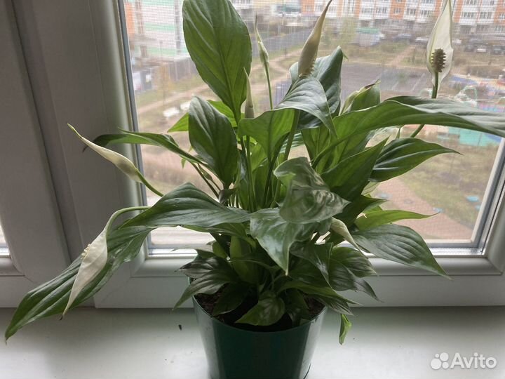 Спатифиллум