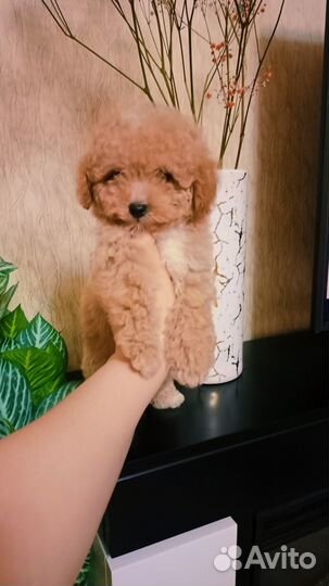 Пушистые мальтипушки