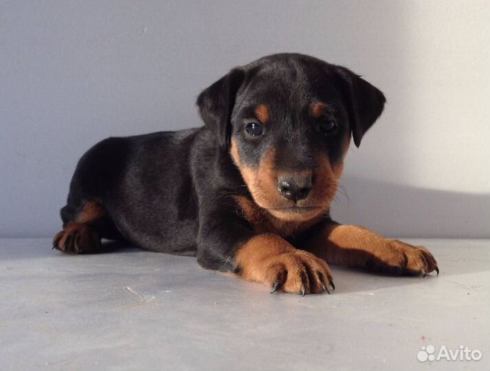 Продам щенков ягдтерьер