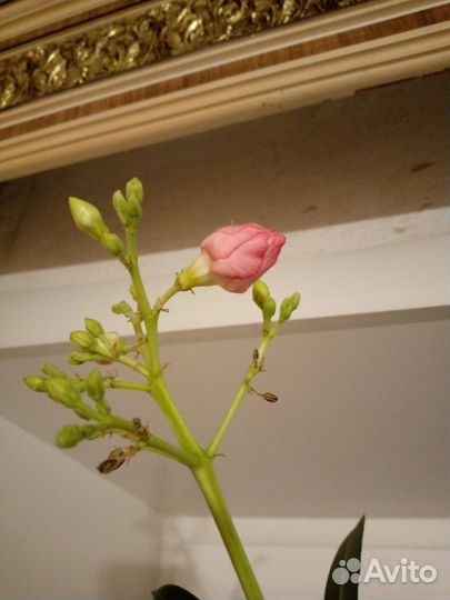 Цветущий олеандр