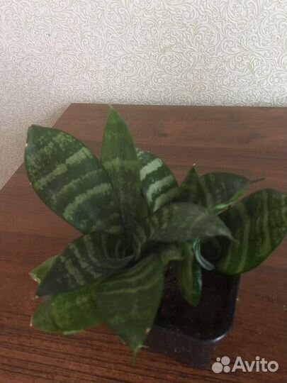 Сансевиерия(«Тещин язык»)