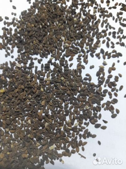 Семена фацелии