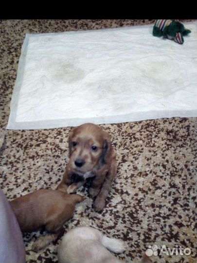 Собаки кокер спаниель